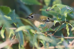 Králíček obecný ( Regulus regulus )