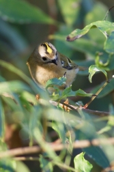 Králíček obecný ( Regulus regulus )