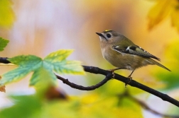 Králíček obecný ( Regulus regulus )