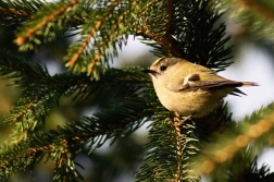 Králíček obecný ( Regulus regulus )