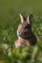 Králík divoký  ( Oryctolagus cuniculus )