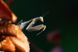 Kudlanka nábožná ( Mantis religiosa )