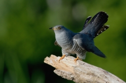 Kukačka obecná  (Cuculus canorus )