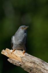 Kukačka obecná  (Cuculus canorus )