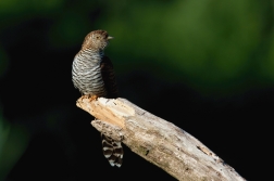 Kukačka obecná  (Cuculus canorus )