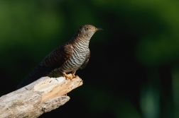 Kukačka obecná  (Cuculus canorus )