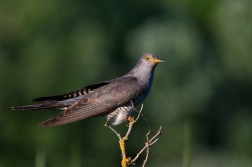 Kukačka obecná  (Cuculus canorus )