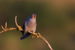 Kukačka obecná  (Cuculus canorus )