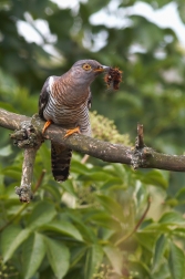 Kukačka obecná  ( Cuculus canorus )