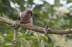 Kukačka obecná  ( Cuculus canorus )