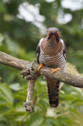 Kukačka obecná  ( Cuculus canorus )