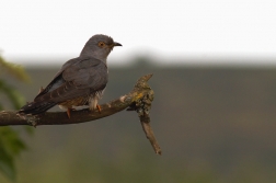 Kukačka obecná  ( Cuculus canorus )