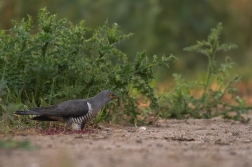 Kukačka obecná  ( Cuculus canorus )