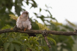 Kukačka obecná  ( Cuculus canorus )