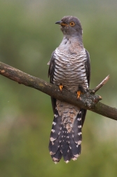 Kukačka obecná  ( Cuculus canorus )