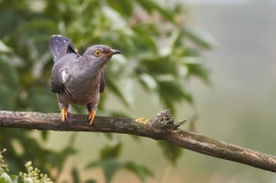 Kukačka obecná  ( Cuculus canorus )