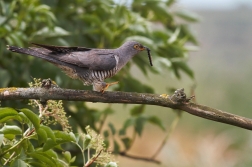 Kukačka obecná  ( Cuculus canorus )