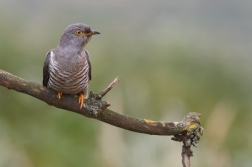 Kukačka obecná  ( Cuculus canorus )