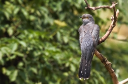 Kukačka obecná  ( Cuculus canorus )