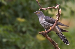 Kukačka obecná  ( Cuculus canorus )