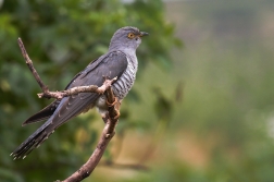 Kukačka obecná  ( Cuculus canorus )