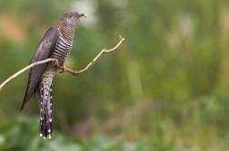 Kukačka obecná  ( Cuculus canorus )