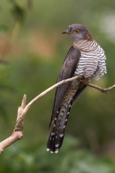 Kukačka obecná  ( Cuculus canorus )