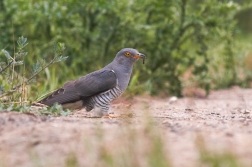 Kukačka obecná  ( Cuculus canorus )