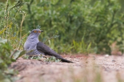 Kukačka obecná  ( Cuculus canorus )