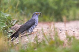 Kukačka obecná  ( Cuculus canorus )