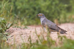 Kukačka obecná  ( Cuculus canorus )