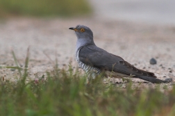 Kukačka obecná  ( Cuculus canorus )