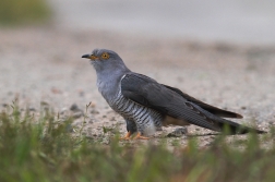 Kukačka obecná  ( Cuculus canorus )