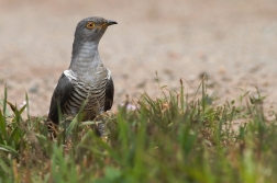 Kukačka obecná  ( Cuculus canorus )