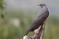 Kukačka obecná  ( Cuculus canorus )