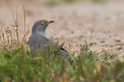 Kukačka obecná  ( Cuculus canorus )