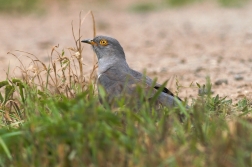 Kukačka obecná  ( Cuculus canorus )