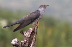 Kukačka obecná  ( Cuculus canorus )