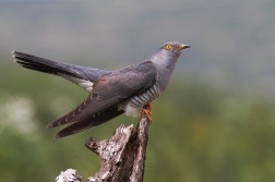 Kukačka obecná  ( Cuculus canorus )