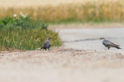 Kukačka obecná  ( Cuculus canorus )