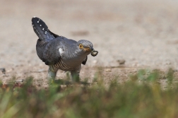 Kukačka obecná  ( Cuculus canorus )