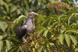 Kukačka obecná  ( Cuculus canorus )