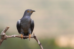 Kukačka obecná  ( Cuculus canorus )