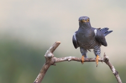 Kukačka obecná  ( Cuculus canorus )