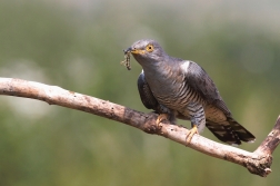 Kukačka obecná  ( Cuculus canorus )