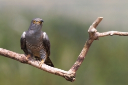 Kukačka obecná  ( Cuculus canorus )