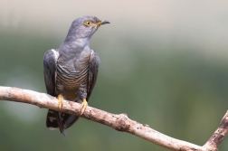 Kukačka obecná  ( Cuculus canorus )