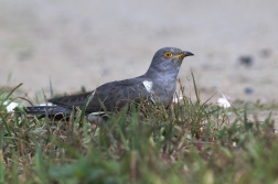 Kukačka obecná  ( Cuculus canorus )