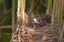 Kukačka obecná  ( Cuculus canorus )