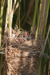 Kukačka obecná  ( Cuculus canorus )